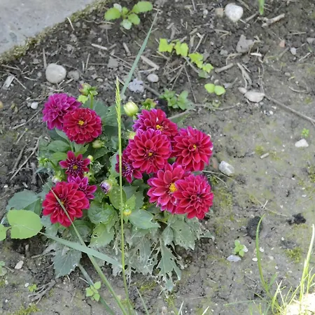 Il Sole E La Luna In Nocleg ze śniadaniem
